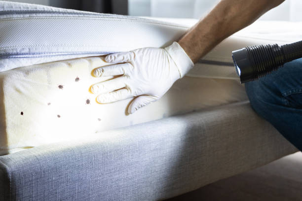 Best Local Pest Control Services  in Lakesite, TN